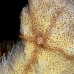 star_brittle_sponge_ep_jar_v_0047_cub2649.jpg